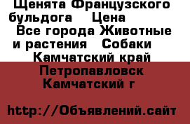 Щенята Французского бульдога. › Цена ­ 45 000 - Все города Животные и растения » Собаки   . Камчатский край,Петропавловск-Камчатский г.